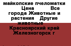  майкопские пчеломатки F-1  › Цена ­ 800 - Все города Животные и растения » Другие животные   . Красноярский край,Железногорск г.